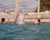Swim with the Dolphins