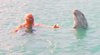Swim with the Dolphins