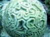 Scuba Dive - Brain Coral