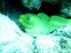 Scuba Dive - Eel