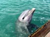 Dollie Dolphin