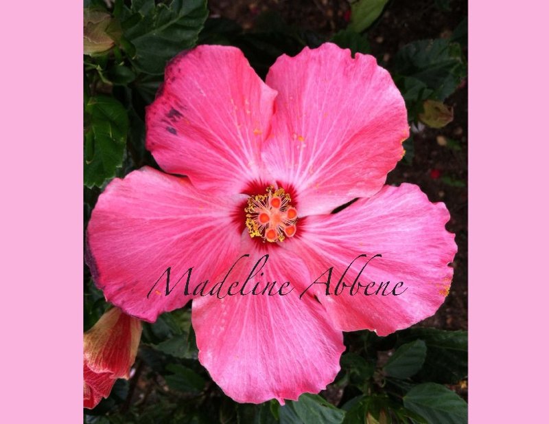 Madeline Abbene 2