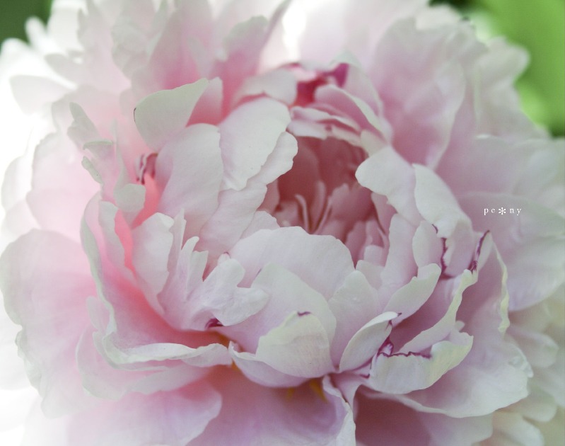 Peony : : Order an 11 x 8.5 Landscape (or it will not be right)
