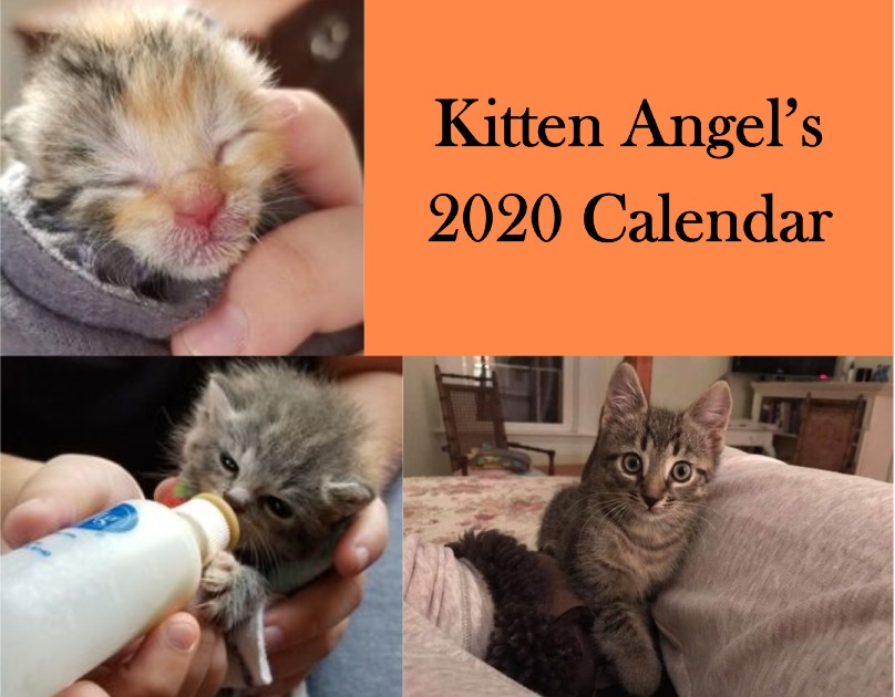 Kitten Angel&#39;s 2020 Calendar