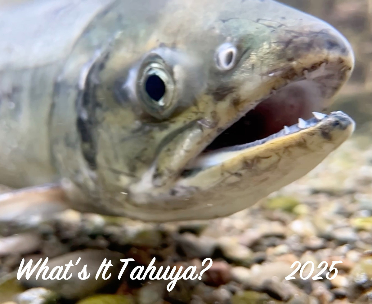 What's It Tahuya? 2025 Calendar