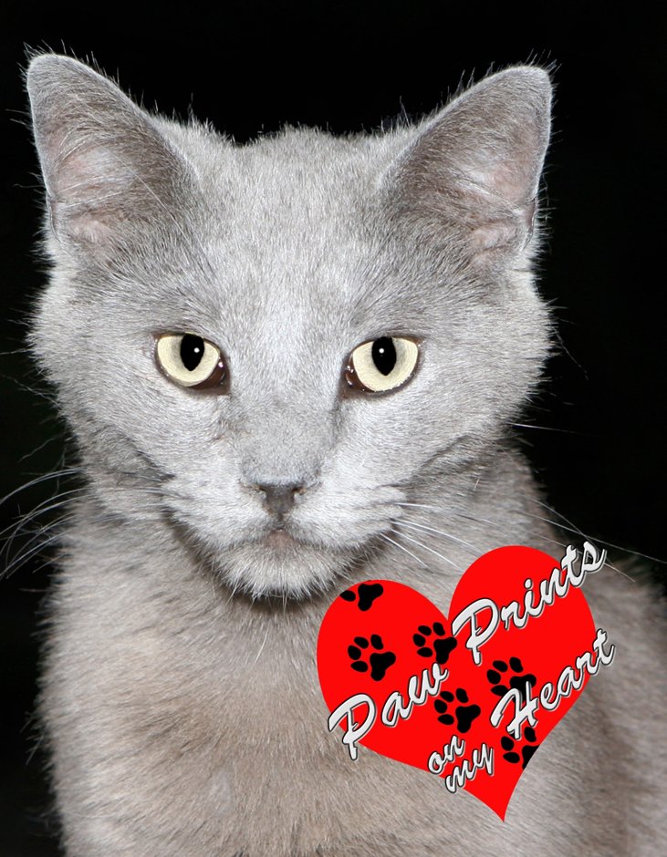 Phillip Lovell's Gallery