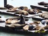 San Francisco - Sea Lions at Pier 39
