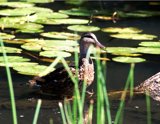 duckpond