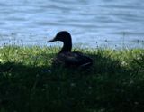 duck florentine