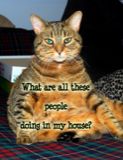 Kitty what are these people doing in my house page