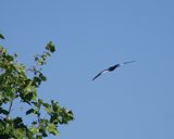 eaglefly9x7