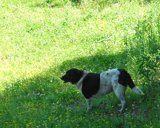 doginthegrass 9x7