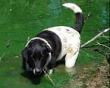 dogwater9x7