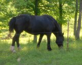 horse9x7