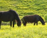 horses9x7