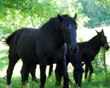 horsemule9x7