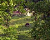 horsegraze9x7