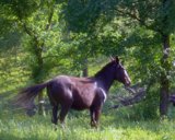 mule9x7