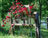 rosetrellissunny9x7
