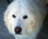 snowyface9x7