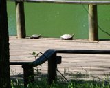 turtlechase9x7