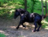 horserun9x7