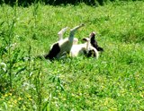 doggiegrass9x7