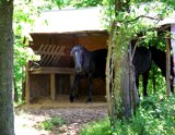 horseshelter9x7
