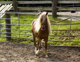 Bentley (3)