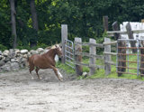 Bentley (12)