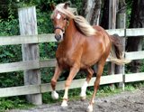 Bentley (37)