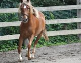 Bentley (39)