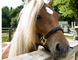 horsehead