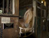 horsejail