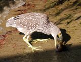 birdeat