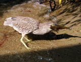 birdeat2
