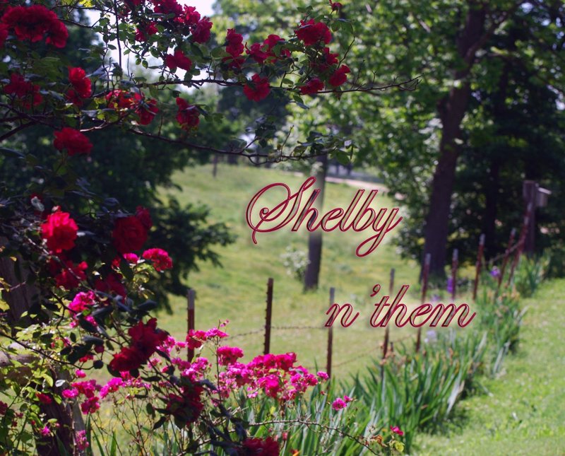 My Travels With Shelby