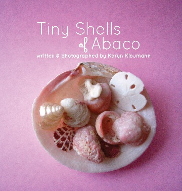 Tiny Shells of Abaco