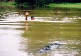 Swimming with caimans