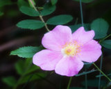 Interpretations Uploads 03 2009 003