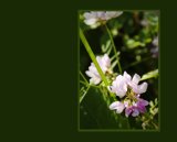 Interpretations Uploads 03 2009 005