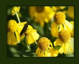 Interpretations Uploads 03 2009 009