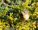 Interpretations Uploads 03 2009 011