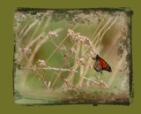 Interpretations Uploads 03 2009 015