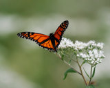 Interpretations Uploads 03 2009 017