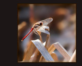 Interpretations Uploads 03 2009 031