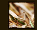 Interpretations Uploads 03 2009 033