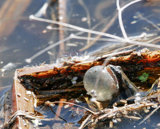 Interpretations Uploads 03 2009 035