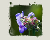 Interpretations Uploads 03 2009 039