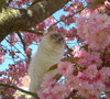 Max in the blossom